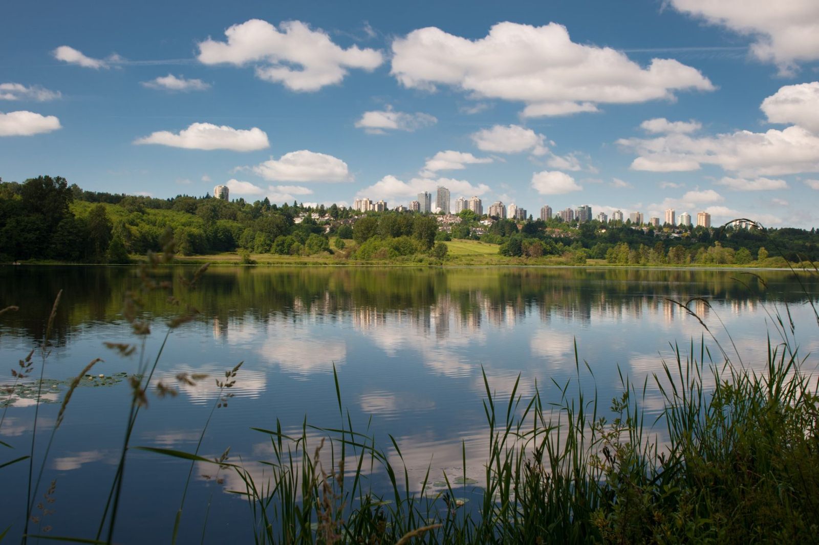 Deer Lake on a summer morning, with trees, reeds and the Metrotown skyline reflected in the water
